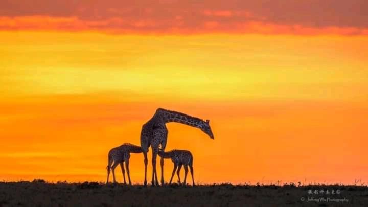 Ilkerin Camp Maasai Mara Bed and Breakfast Sekenani Εξωτερικό φωτογραφία