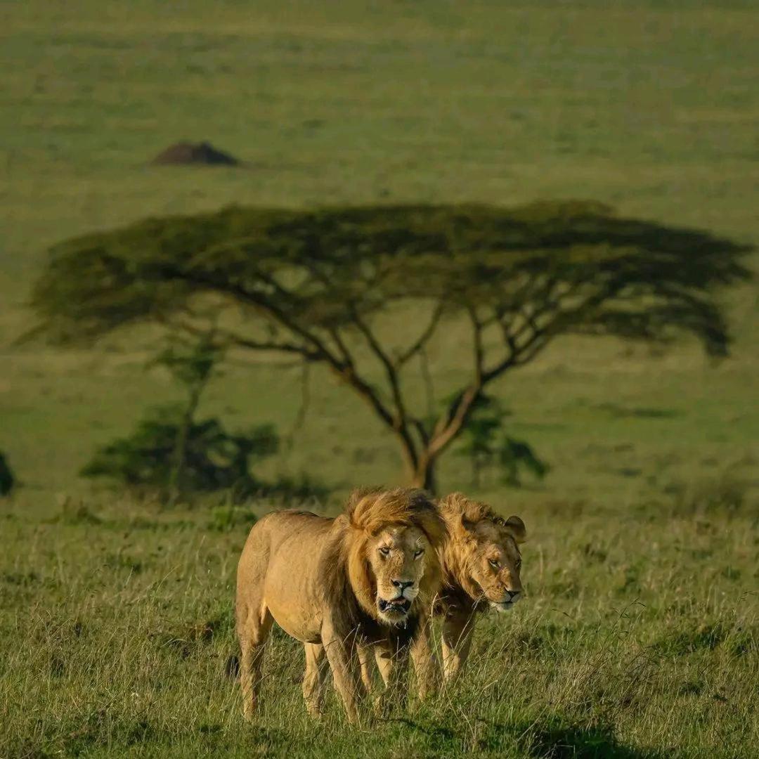Ilkerin Camp Maasai Mara Bed and Breakfast Sekenani Εξωτερικό φωτογραφία