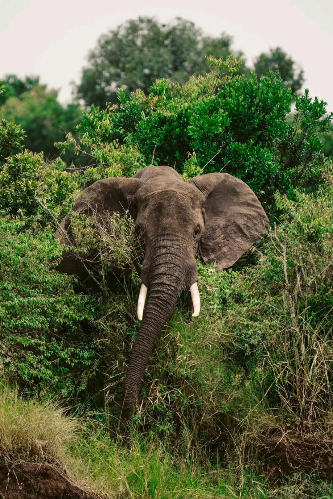 Ilkerin Camp Maasai Mara Bed and Breakfast Sekenani Εξωτερικό φωτογραφία